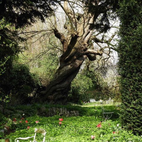 Ein verdrehter, alter Baum steht in einem üppigen Garten mit sattgrünem Gras und roten Blumen. Hohe Nadelbäume rahmen die Szene ein und erzeugen eine ruhige, zeitlose Atmosphäre.